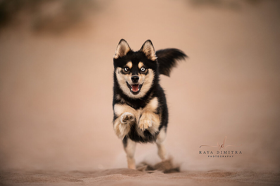 Calypso- miniature Pomsky